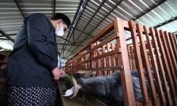 PEMPROV JATENG AKSELERASI RUMAH POTONG HEWAN HALAL